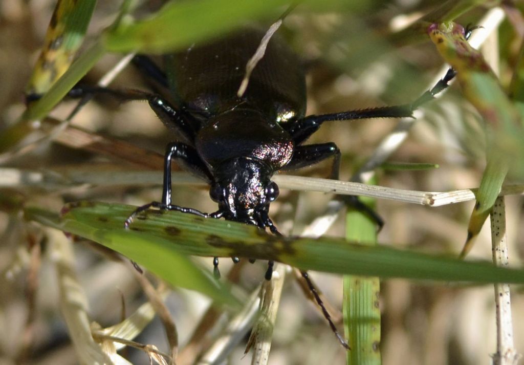 Carabidae:  Calosoma inquisitor